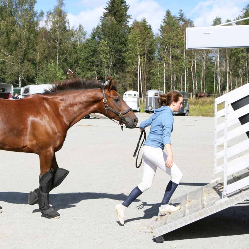 comportement agressif du cheval