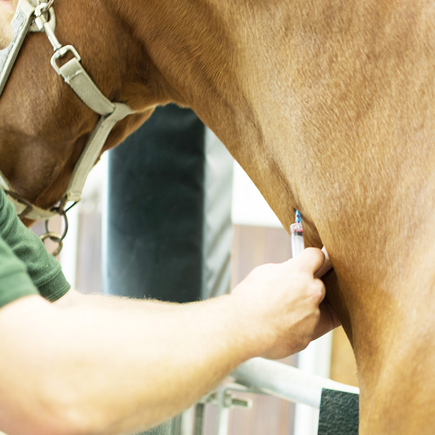 Vacciner son cheval : pourquoi et contre quelles maladies