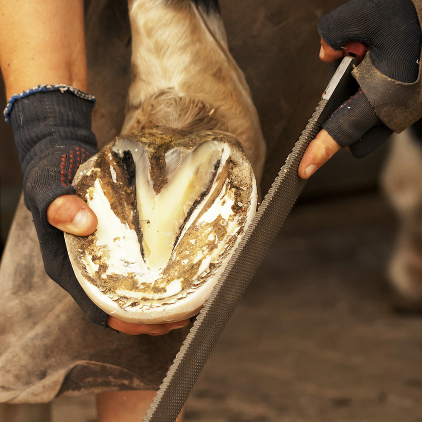 Maréchal-Ferrant : son rôle dans la santé de votre cheval