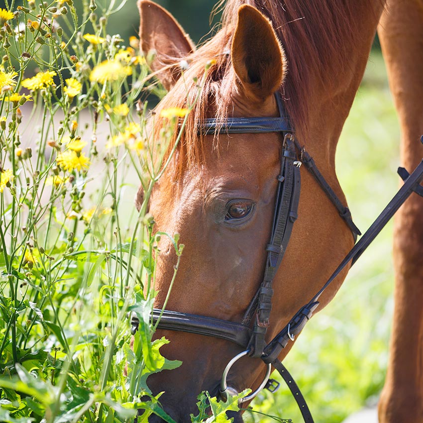 Plantes toxiques pour les chevaux : les connaître pour les éviter