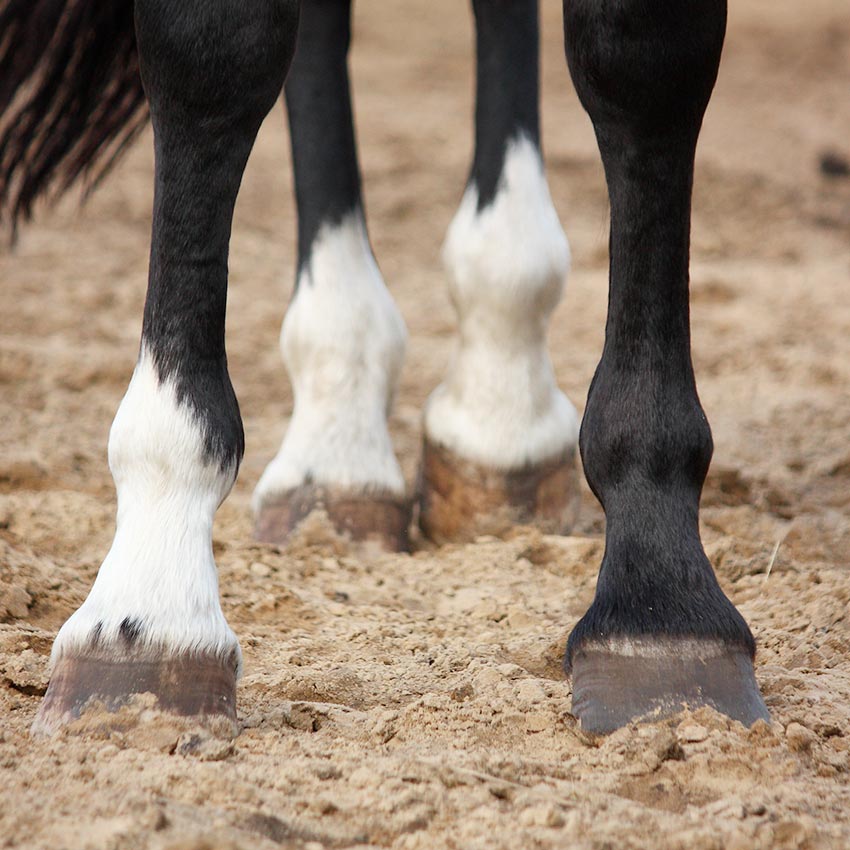 Sabot du cheval : comment le soigner et l'entretenir