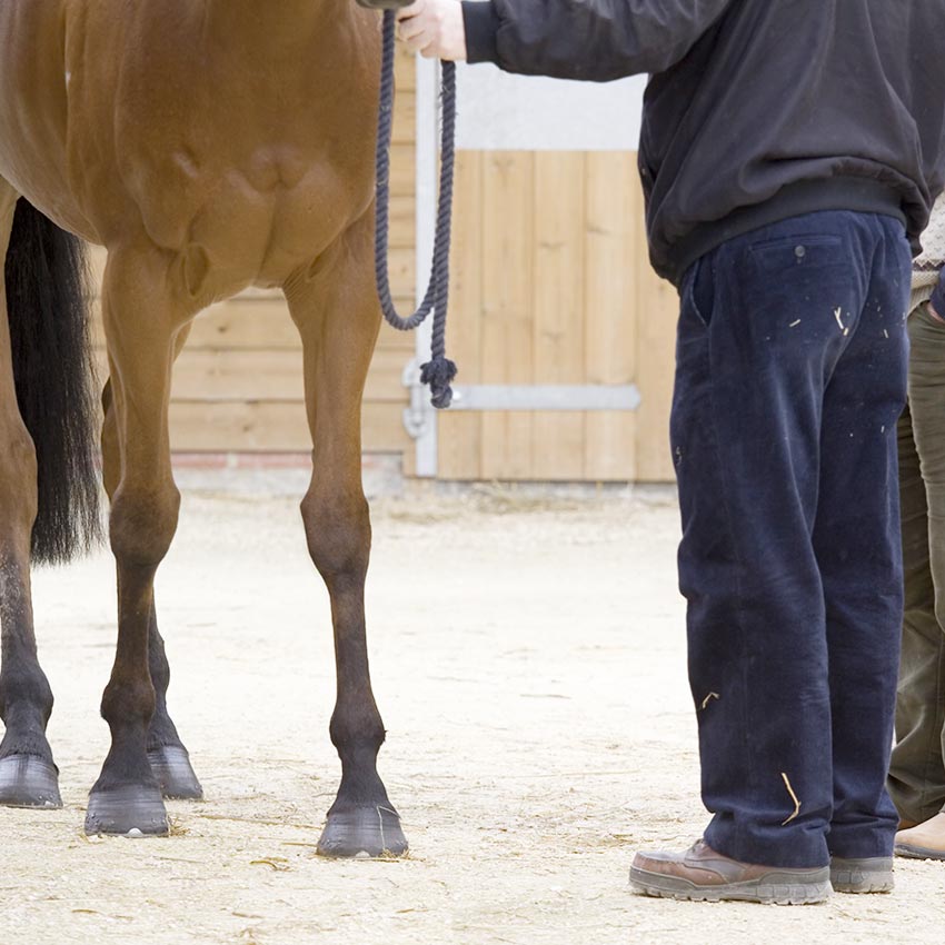 Visite d’achat d'un cheval : déroulement et limites