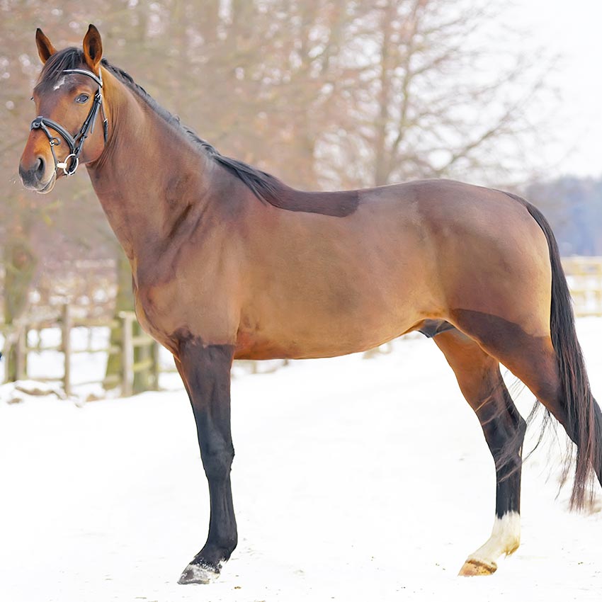 Tondre son cheval : tout ce qu'il faut savoir