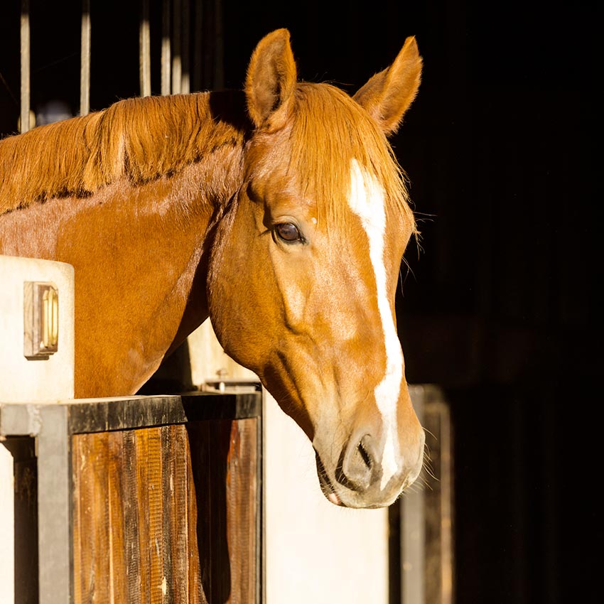 Argile chevaux : quand et comment l’utiliser