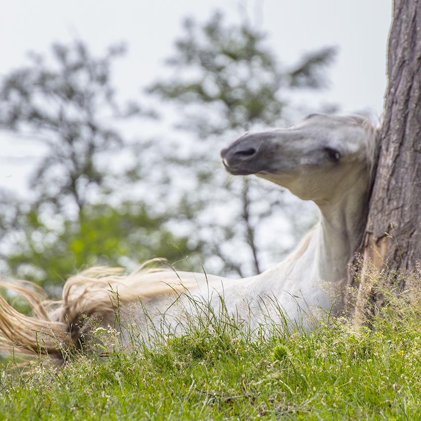 Dermite estivale du cheval : comment réagir