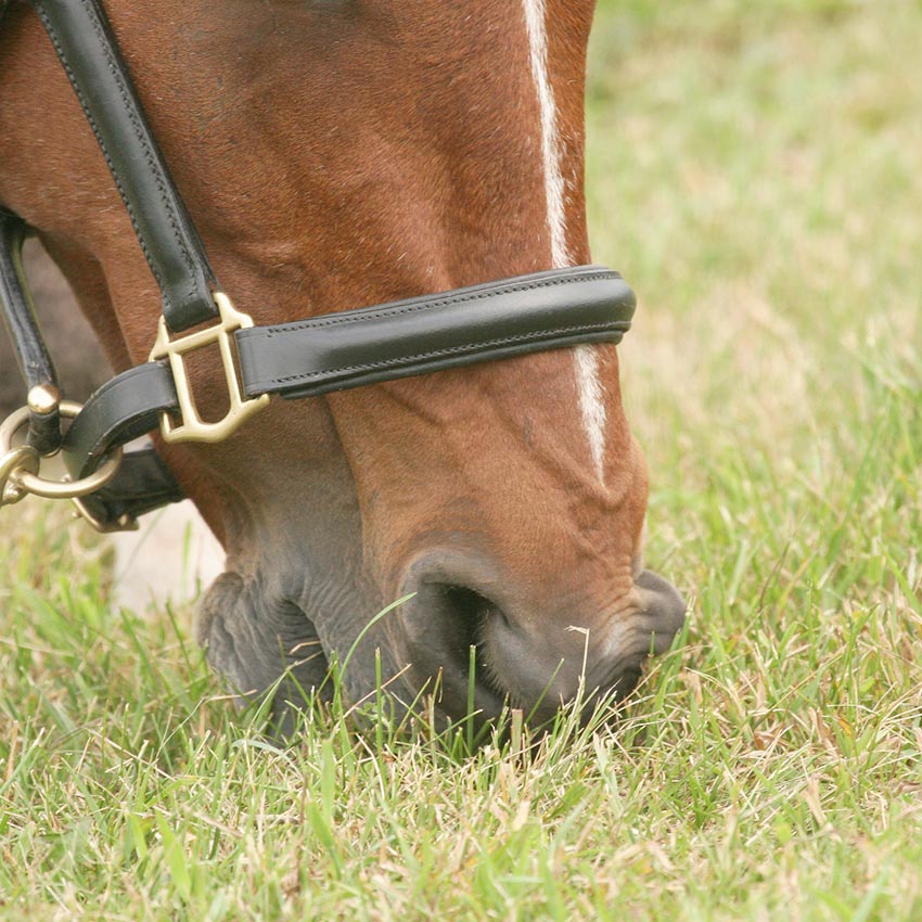 Digestion du cheval : comment l'améliorer