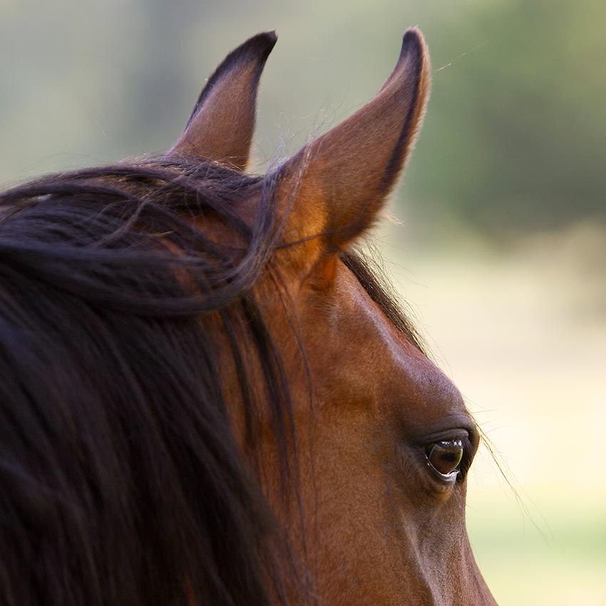 Levure de bière cheval : quels bienfaits