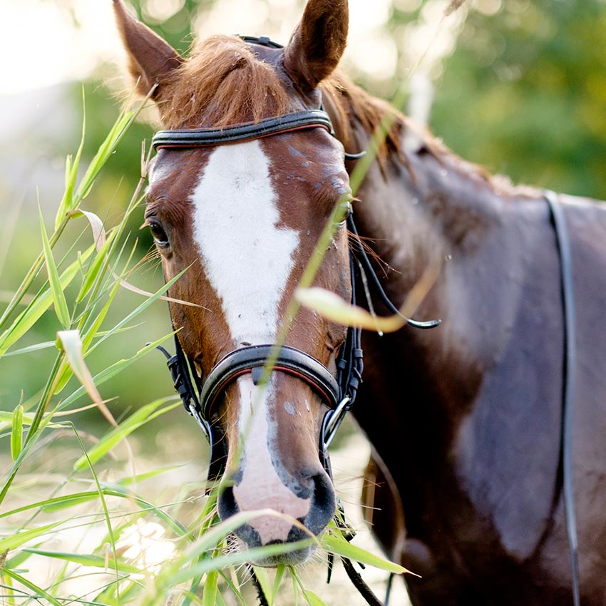 Phytothérapie équine : ce qu'il faut savoir sur les plantes naturelles pour chevaux