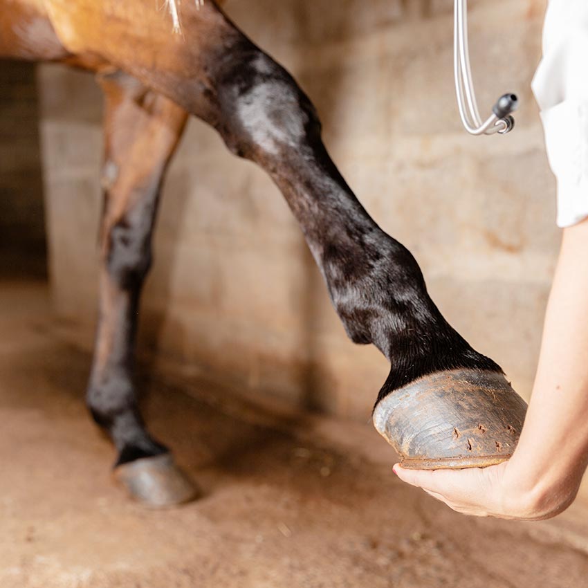 Tendinite du cheval : comment la soigner