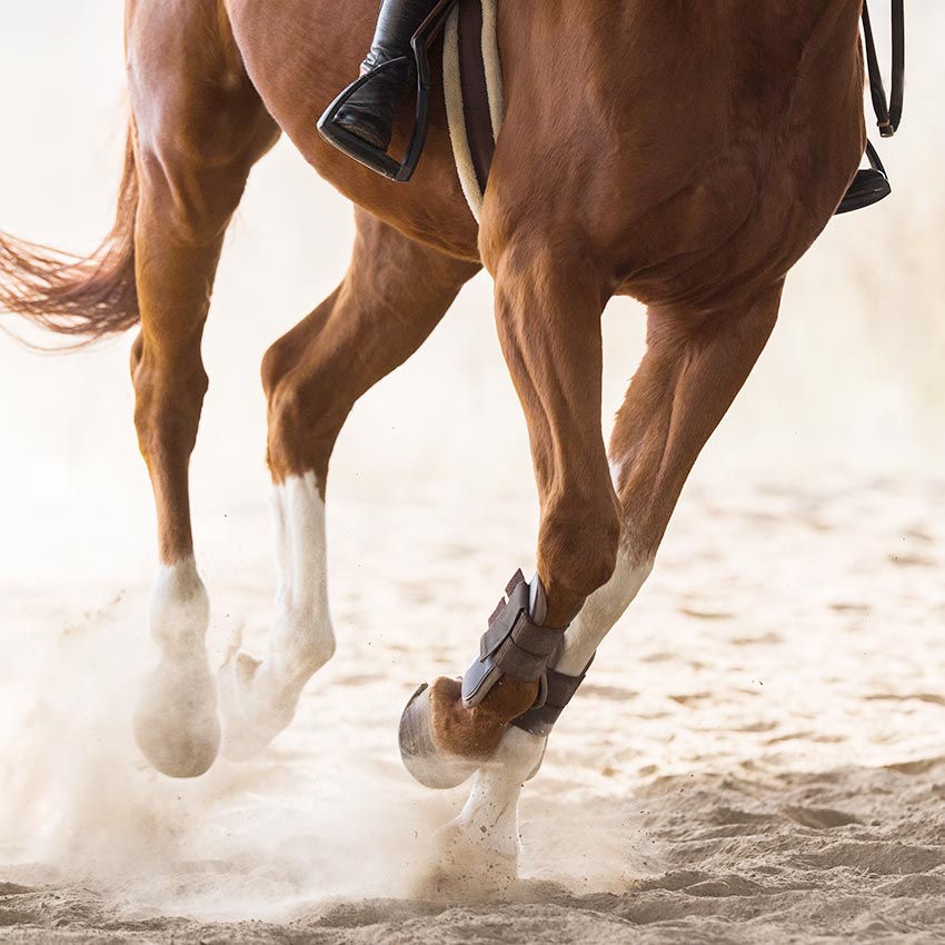 Articulation du cheval : comment bien complémenter