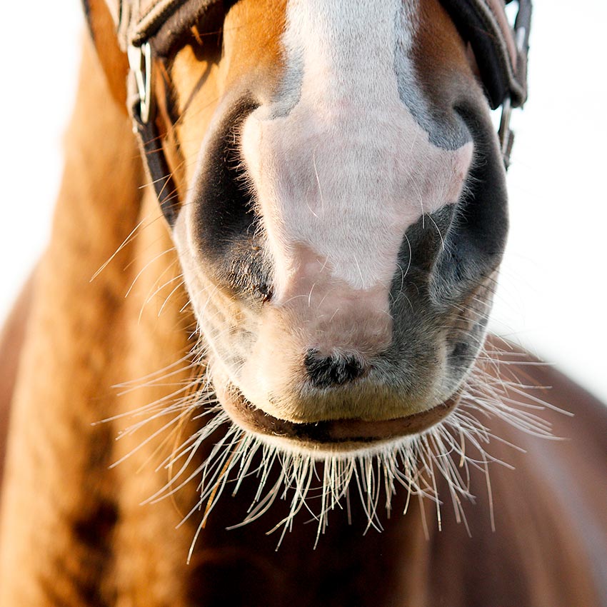 Confort respiratoire du cheval : comment l’améliorer