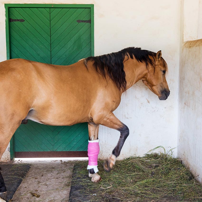 Lymphangites chez le cheval : les causes et les traitements