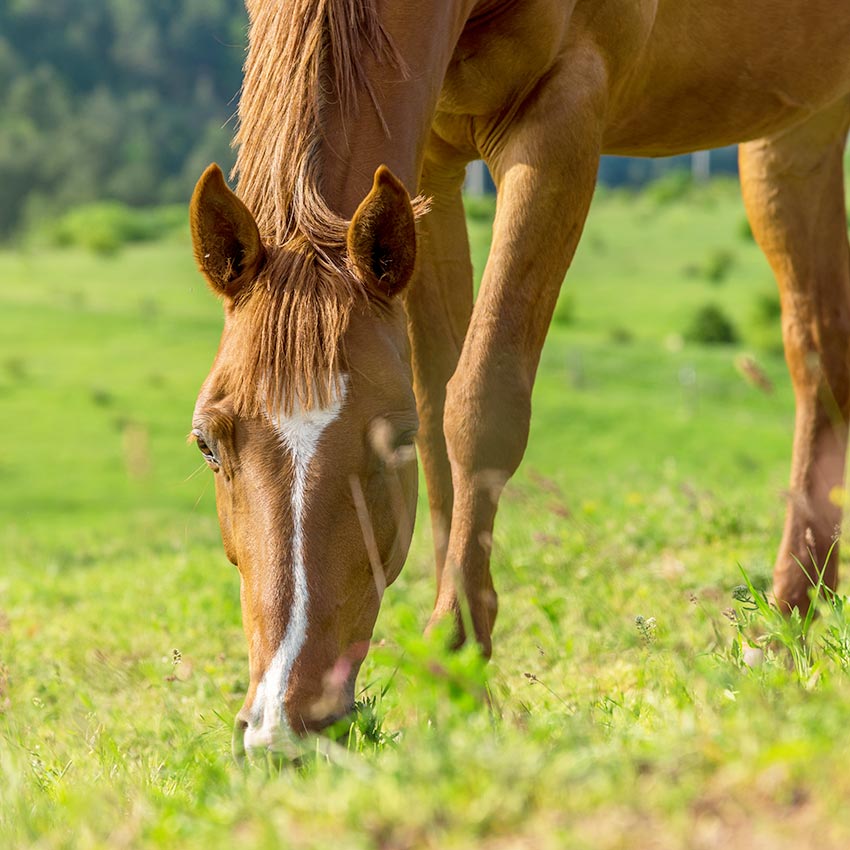 Vermifuger son cheval : comprendre et agir