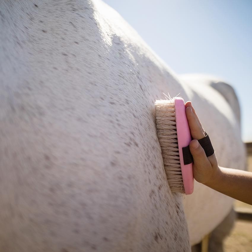 Taches des chevaux blancs :  comment les retirer sans eau