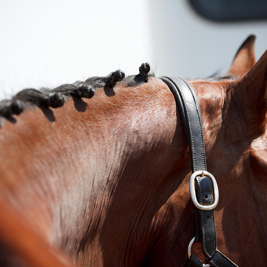 Tuto Vidéo : Soigner son cheval après un concours