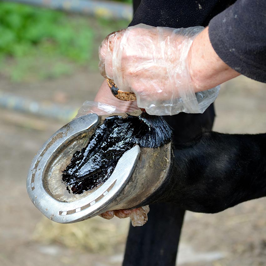 Fourchettes pourries du cheval : comment en venir à bout