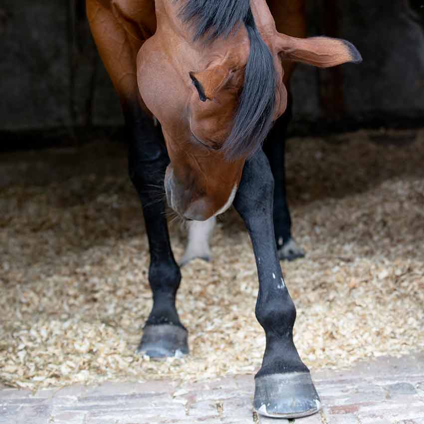 Biotine cheval : tout savoir