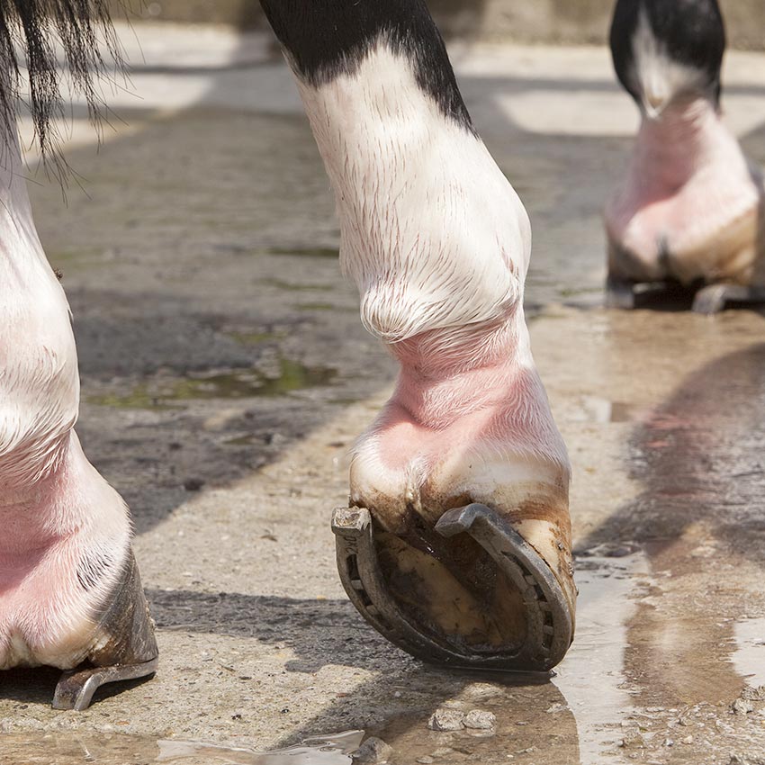 Gale de boue du cheval : comment prévenir