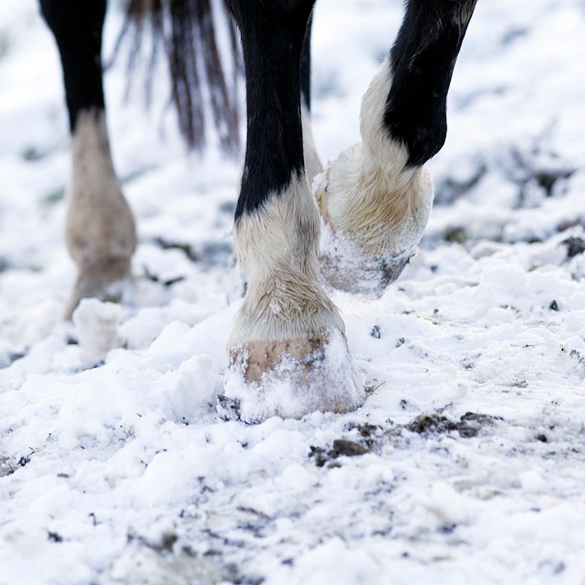 Préserver la fourchette du cheval en période hivernale : les bons gestes