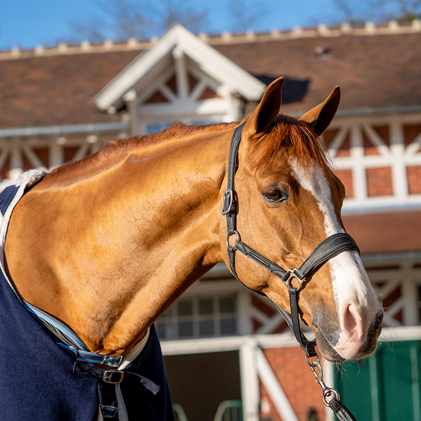 Couverture cheval : comment choisir ?