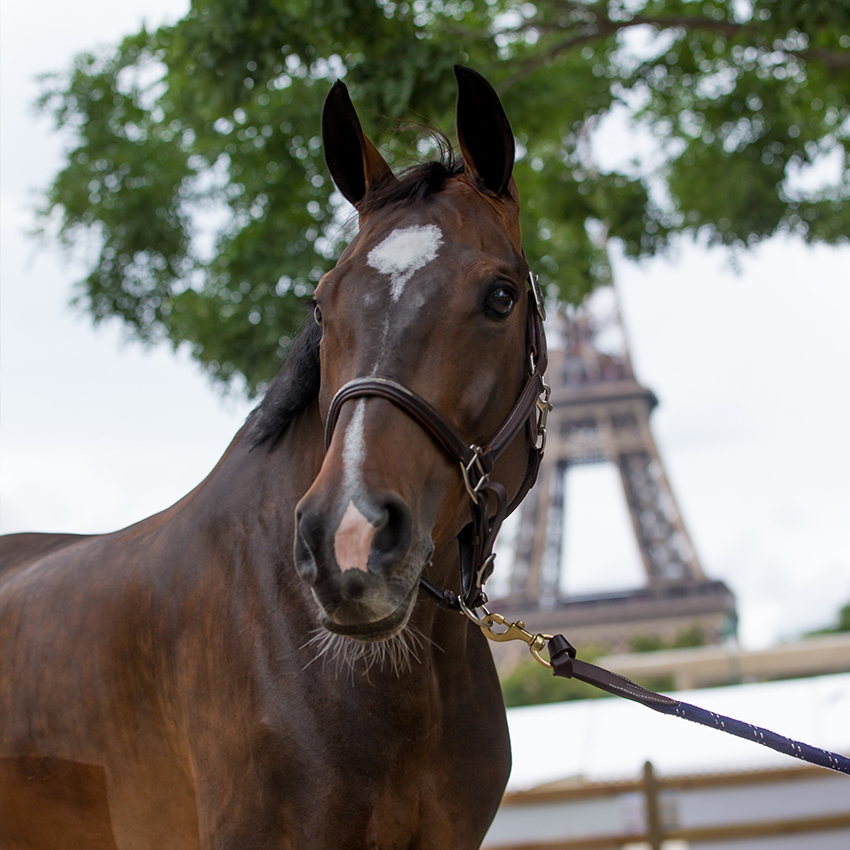 Système immunitaire du cheval : comment le soutenir et le stimuler