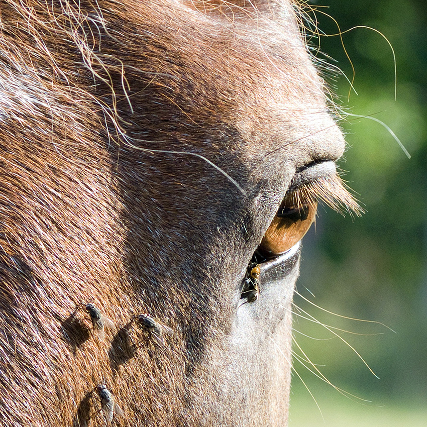 Anti mouche cheval : spray, gel, compléments, comment choisir ?