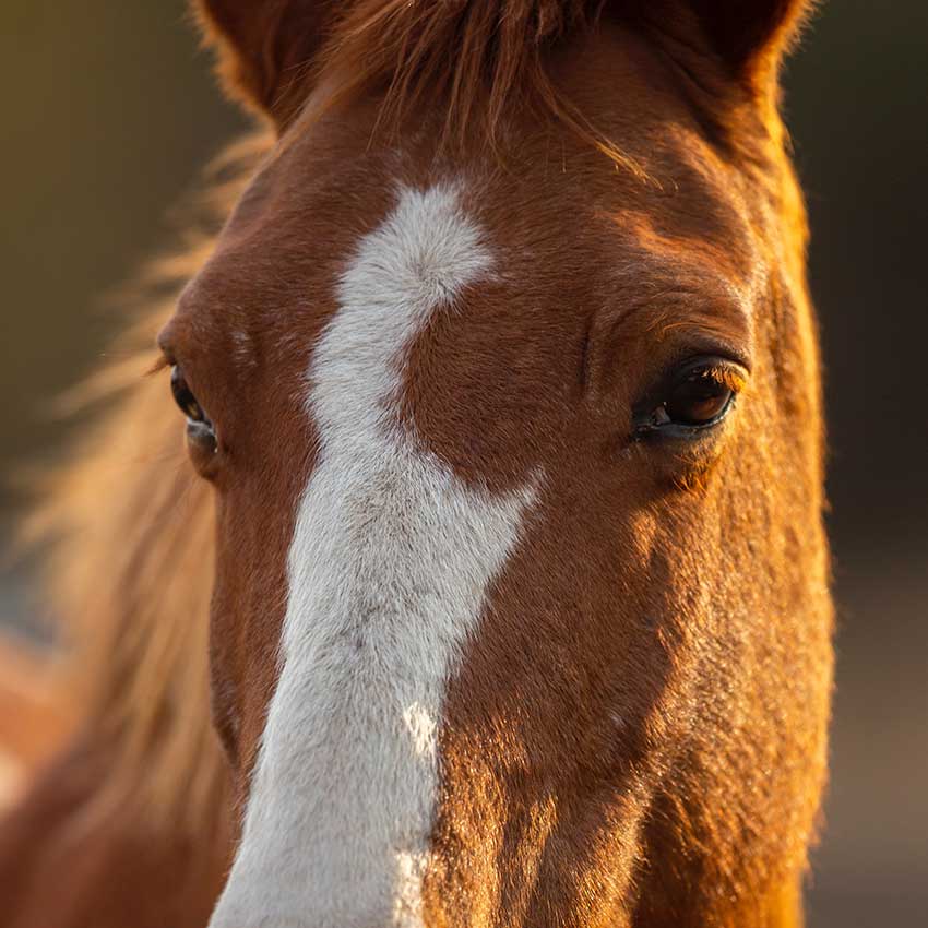 Les nouvelles techniques de soin du cheval : le laser