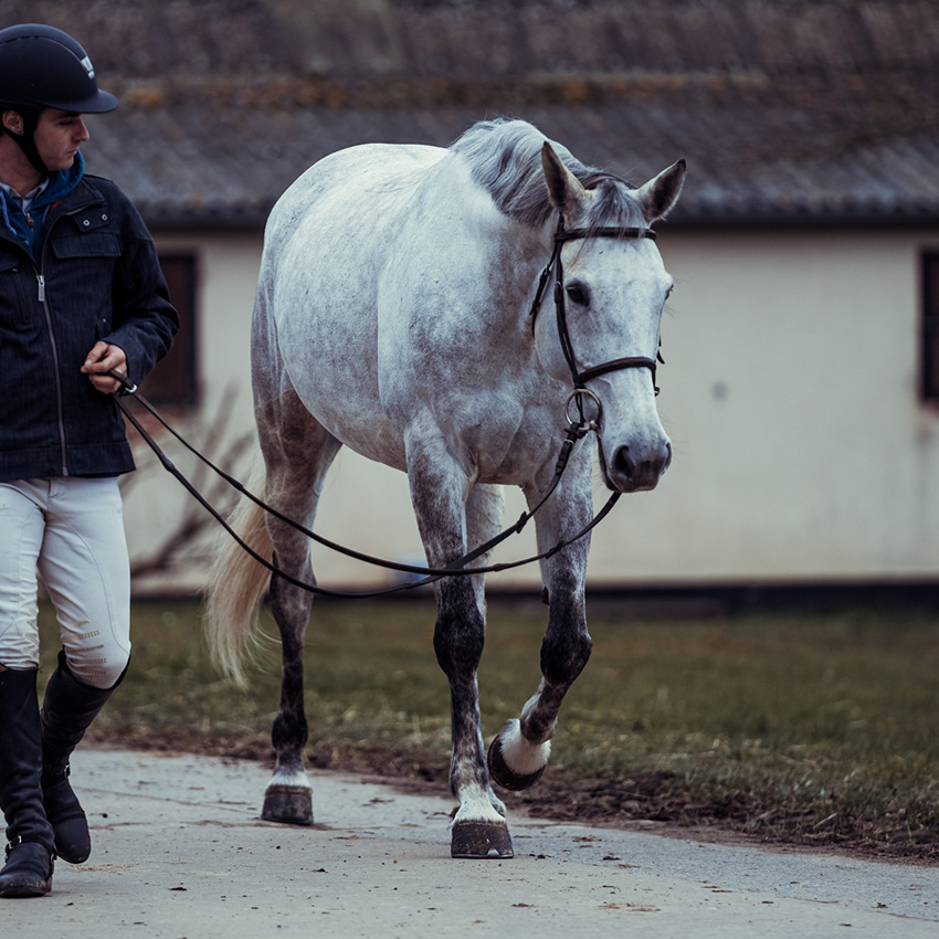 Gestion des courbatures et de la récupération chez le cheval