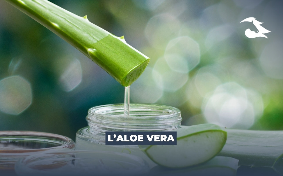 Aloe Vera cheval : utilisation et bienfaits