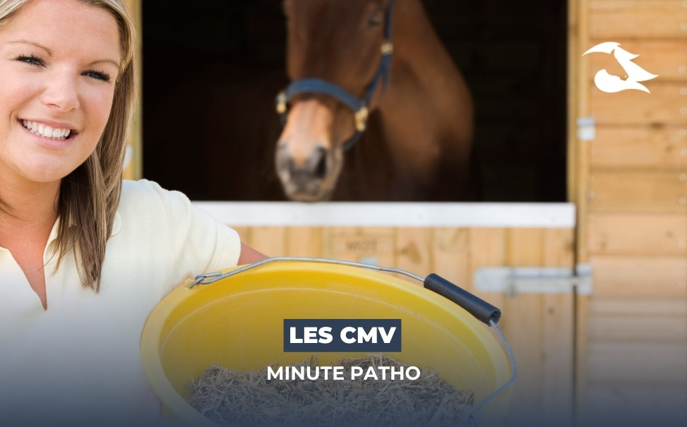 La Minute Patho : les CMV pour chevaux