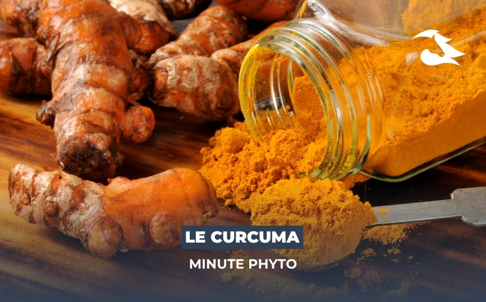 La Minute Phyto - Le Curcuma pour votre cheval